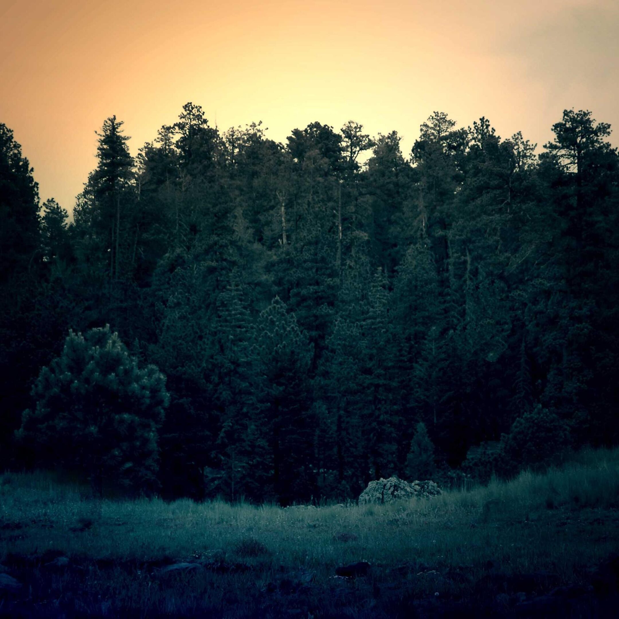 Goldenes Feld